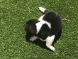 Akita Puppies Available